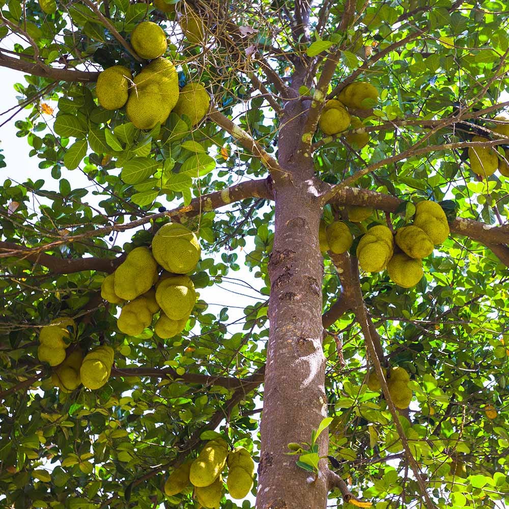 Jackfruit farm